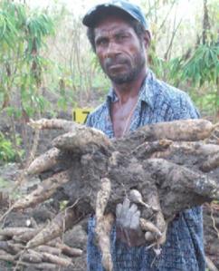 A drought tolerant cassava variety